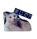 ちょびすけ（個別スタンプ：10）
