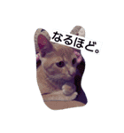 ちょびすけ（個別スタンプ：12）