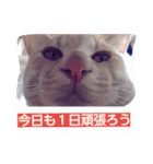 ちょびすけ（個別スタンプ：13）
