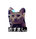 ちょびすけ（個別スタンプ：14）