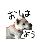 紀州犬 リキ（個別スタンプ：1）