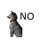 紀州犬 リキ（個別スタンプ：3）