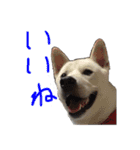 紀州犬 リキ（個別スタンプ：4）