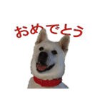 紀州犬 リキ（個別スタンプ：5）