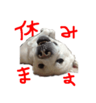 紀州犬 リキ（個別スタンプ：7）