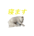 紀州犬 リキ（個別スタンプ：8）