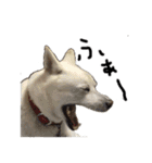 紀州犬 リキ（個別スタンプ：9）