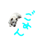 紀州犬 リキ（個別スタンプ：10）