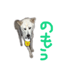 紀州犬 リキ（個別スタンプ：11）