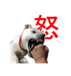 紀州犬 リキ（個別スタンプ：12）