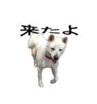 紀州犬 リキ（個別スタンプ：14）