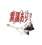 紀州犬 リキ（個別スタンプ：15）