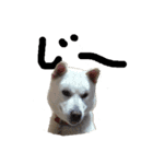 紀州犬 リキ（個別スタンプ：16）