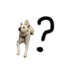 紀州犬 リキ（個別スタンプ：17）
