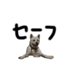 紀州犬 リキ（個別スタンプ：19）