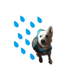 紀州犬 リキ（個別スタンプ：20）