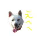 紀州犬 リキ（個別スタンプ：21）