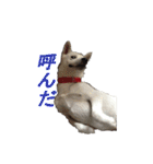 紀州犬 リキ（個別スタンプ：22）