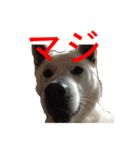 紀州犬 リキ（個別スタンプ：23）