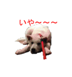 紀州犬 リキ（個別スタンプ：24）