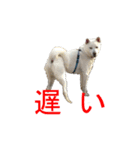 紀州犬 リキ（個別スタンプ：26）