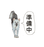 紀州犬 リキ（個別スタンプ：27）