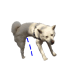 紀州犬 リキ（個別スタンプ：28）