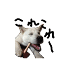 紀州犬 リキ（個別スタンプ：29）
