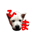 紀州犬 リキ（個別スタンプ：30）