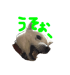 紀州犬 リキ（個別スタンプ：31）