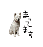 紀州犬 リキ（個別スタンプ：32）