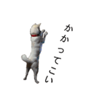 紀州犬 リキ（個別スタンプ：33）