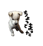 紀州犬 リキ（個別スタンプ：34）