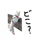 紀州犬 リキ（個別スタンプ：35）