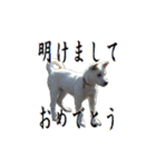 紀州犬 リキ（個別スタンプ：37）