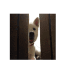 紀州犬 リキ（個別スタンプ：38）