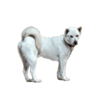 紀州犬 リキ（個別スタンプ：40）