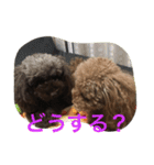 うちのプーちゃんズです！（個別スタンプ：3）