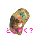 うちのプーちゃんズです！（個別スタンプ：7）