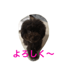 うちのプーちゃんズです！（個別スタンプ：8）