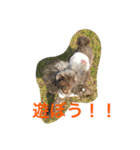 うちのプーちゃんズです！（個別スタンプ：9）