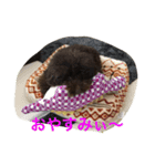 うちのプーちゃんズです！（個別スタンプ：10）