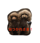 うちのプーちゃんズです！（個別スタンプ：11）