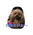 うちのプーちゃんズです！（個別スタンプ：13）