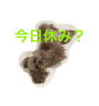 うちのプーちゃんズです！（個別スタンプ：15）