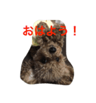 うちのプーちゃんズです！（個別スタンプ：16）