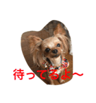 ヨーキー兄弟 2（個別スタンプ：3）