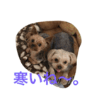 ヨーキー兄弟 2（個別スタンプ：6）