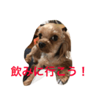 ヨーキー兄弟 2（個別スタンプ：9）
