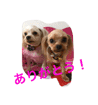 ヨーキー兄弟 2（個別スタンプ：13）